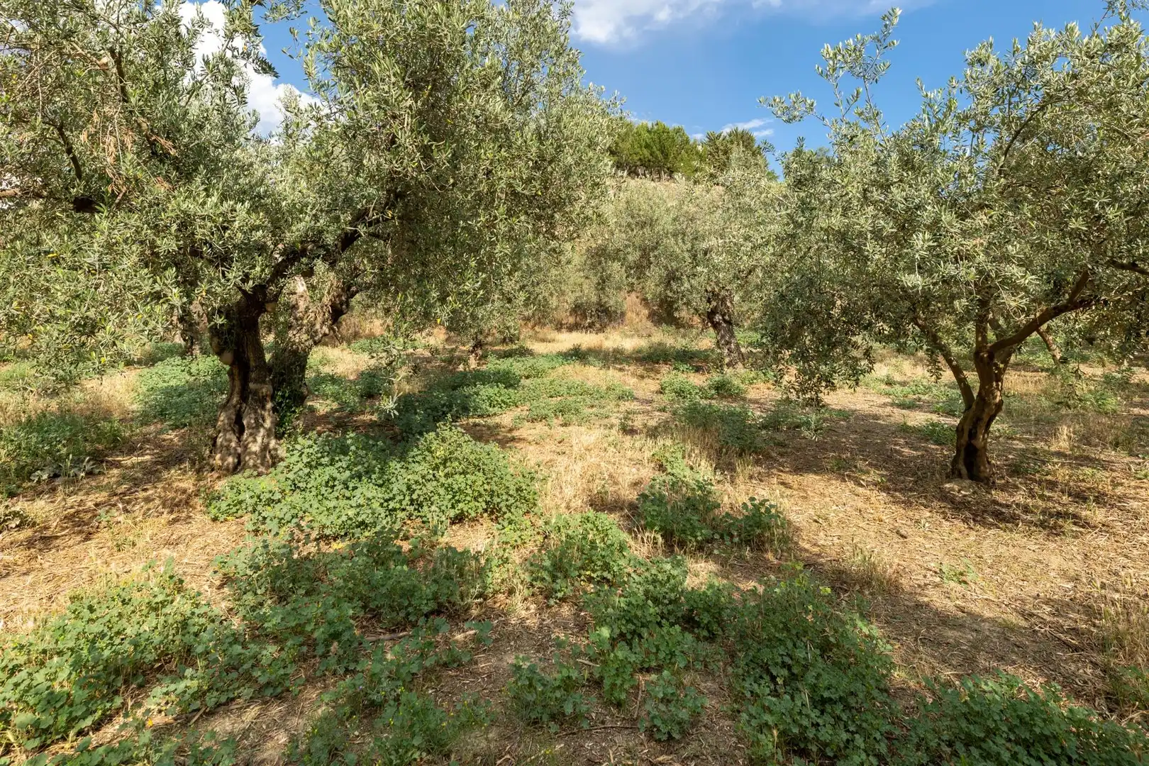 Terreno rustico in vendita a Calle POL 1, PARC 176, imagen 8