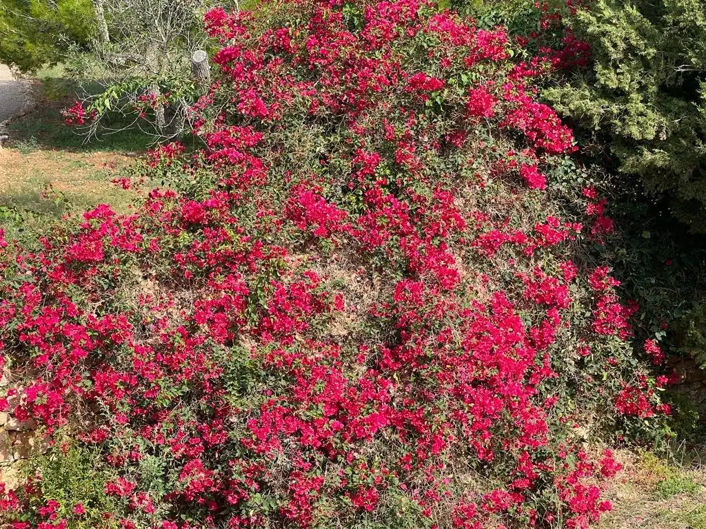Jardí de Casa o xalet en venda en Santanyí amb Jardí privat, Terrassa i Traster