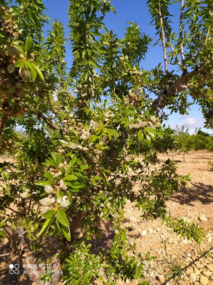 Jardí de Finca rústica en venda en Yecla