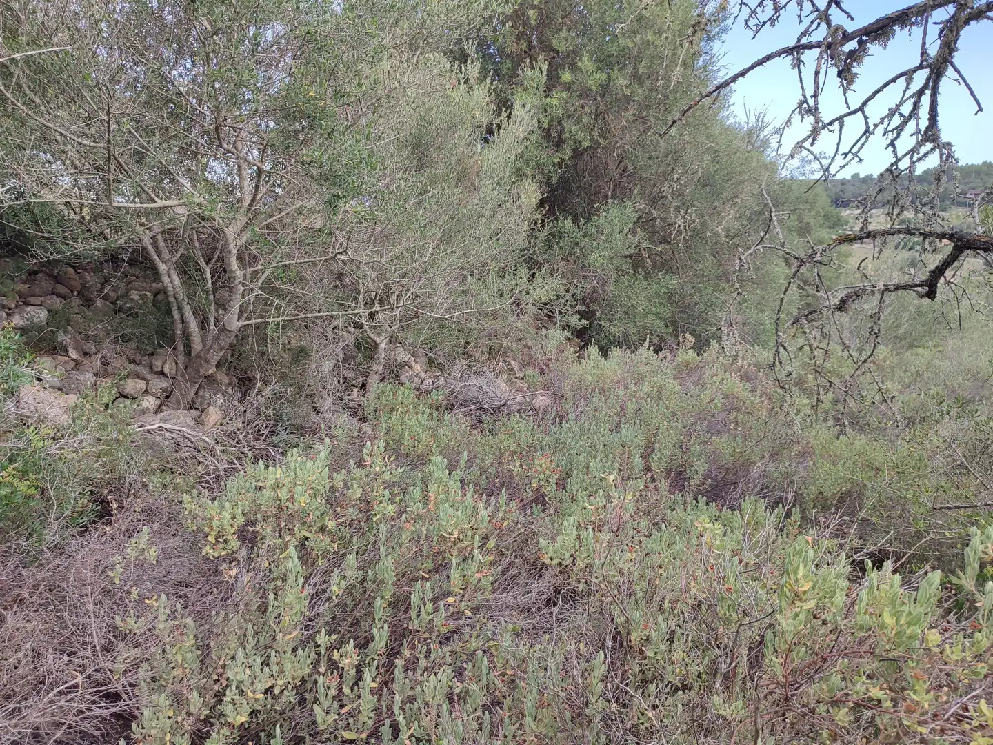 Terrain rustique à vendre à Sant Joan, imagen 12
