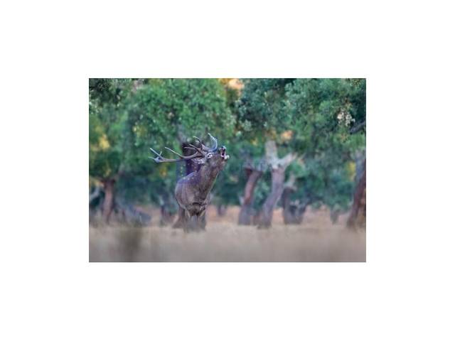 Casa-chalet en Venta en Deleitosa