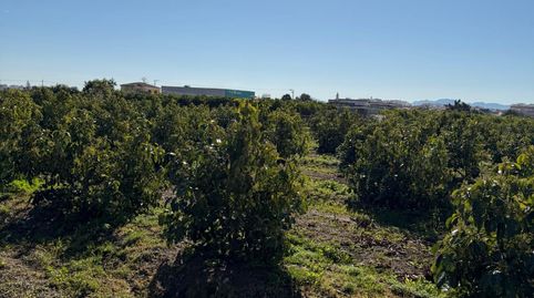 Oportunidad Agrícola: Huerto de Naranjos en Plena Producción – Polígono 1, Oliva, immagine 3