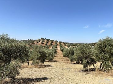 Rustikales Grundstück zum Verkauf in Paraje Las Colas, Pol.120, Par.80-49