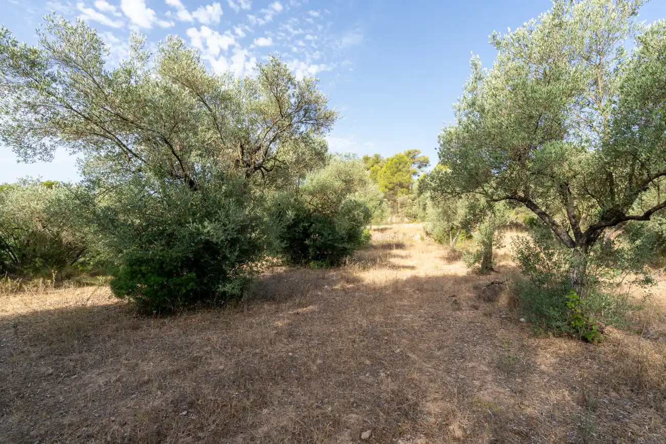 Land for sale in Caseres