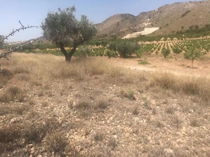 Lands and plots for sale in Poste Abanilla 165, imagen 2