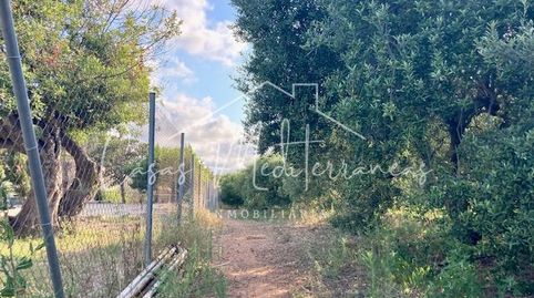 Foto 3 de Finca rústica en venta en Riudoms, Tarragona