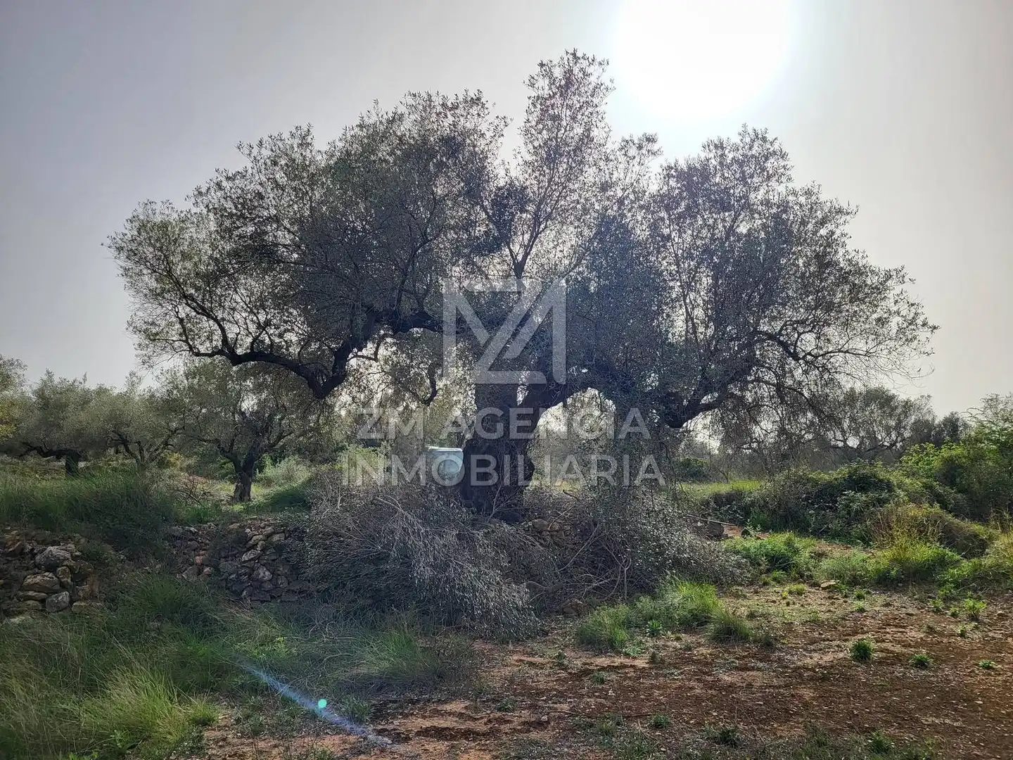 Terreno rustico in vendita a Corral de la Culla, imagen 17