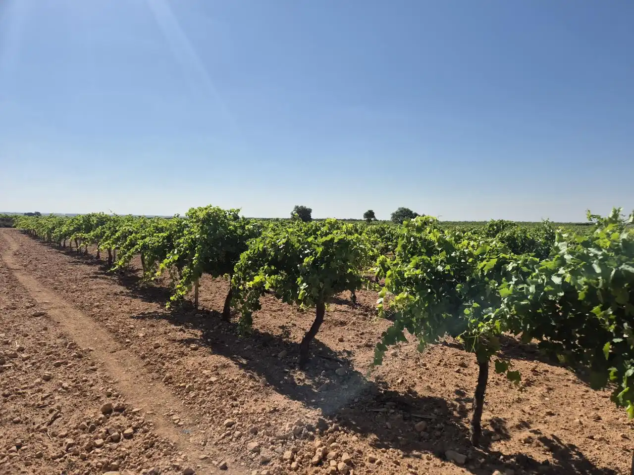 Terreno rustico in vendita a Las Colinas, imagen 26