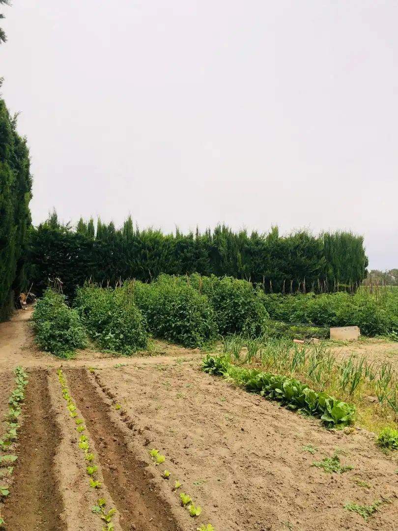 Rustikales Grundstück zum Verkauf in Camí dels Coixins 192, imagen 4