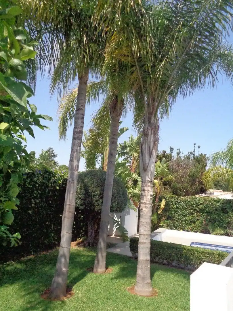 Vista exterior de Casa o xalet en venda en Jávea / Xàbia amb Aire condicionat, Calefacció i Jardí privat