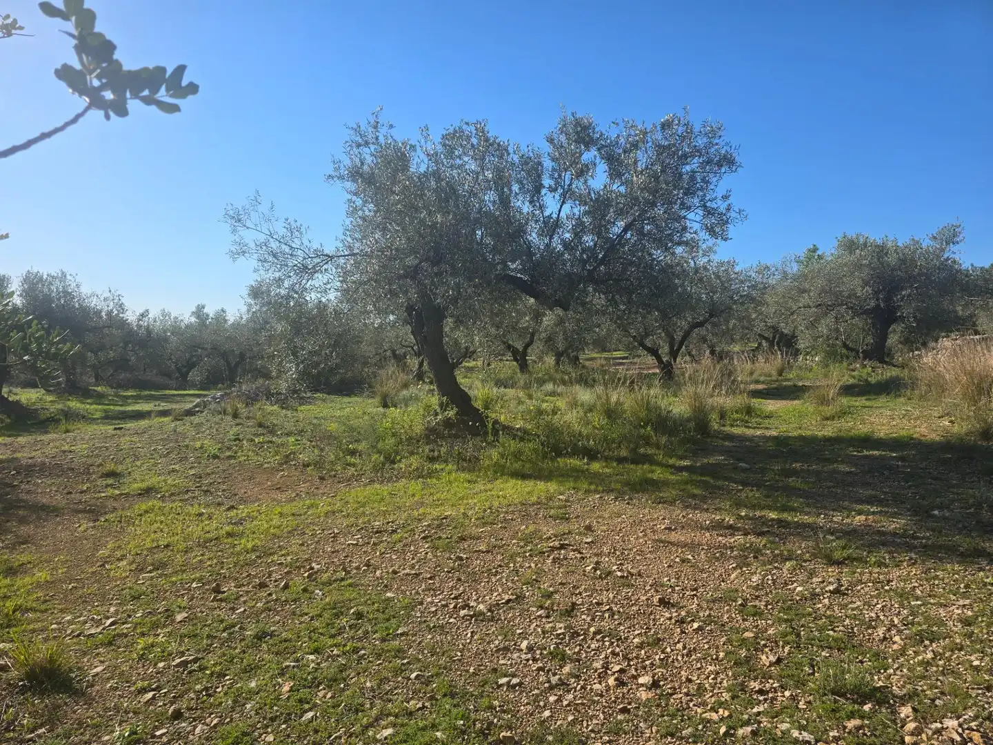 Terreno rustico in vendita a Alcanar, imagen 6