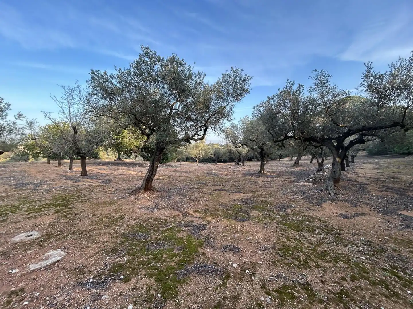 Finca rústica en venda en Masdenverge