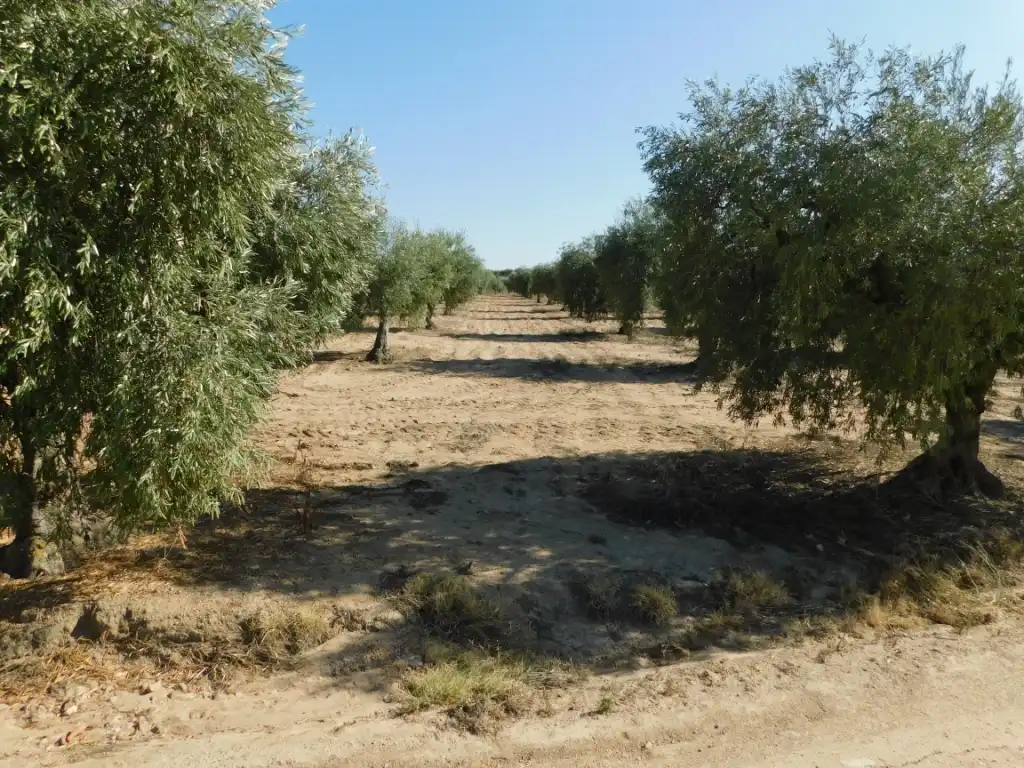 Rustikales Grundstück zum Verkauf in La Haba, imagen 3