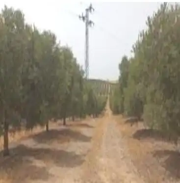 Terreni e lotti in vendita a Villanueva del Río y Minas, imagen 3