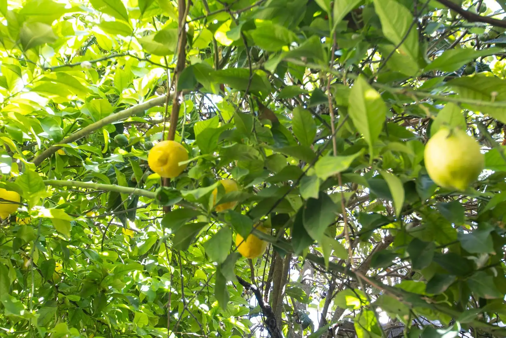 Adosado con jardín en venta en PILAR ALTO, imagen 7