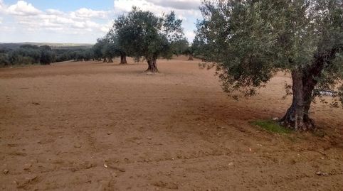 OLIVAR EN LOS CASPIRROS CON 156 OLIVAS, immagine 2