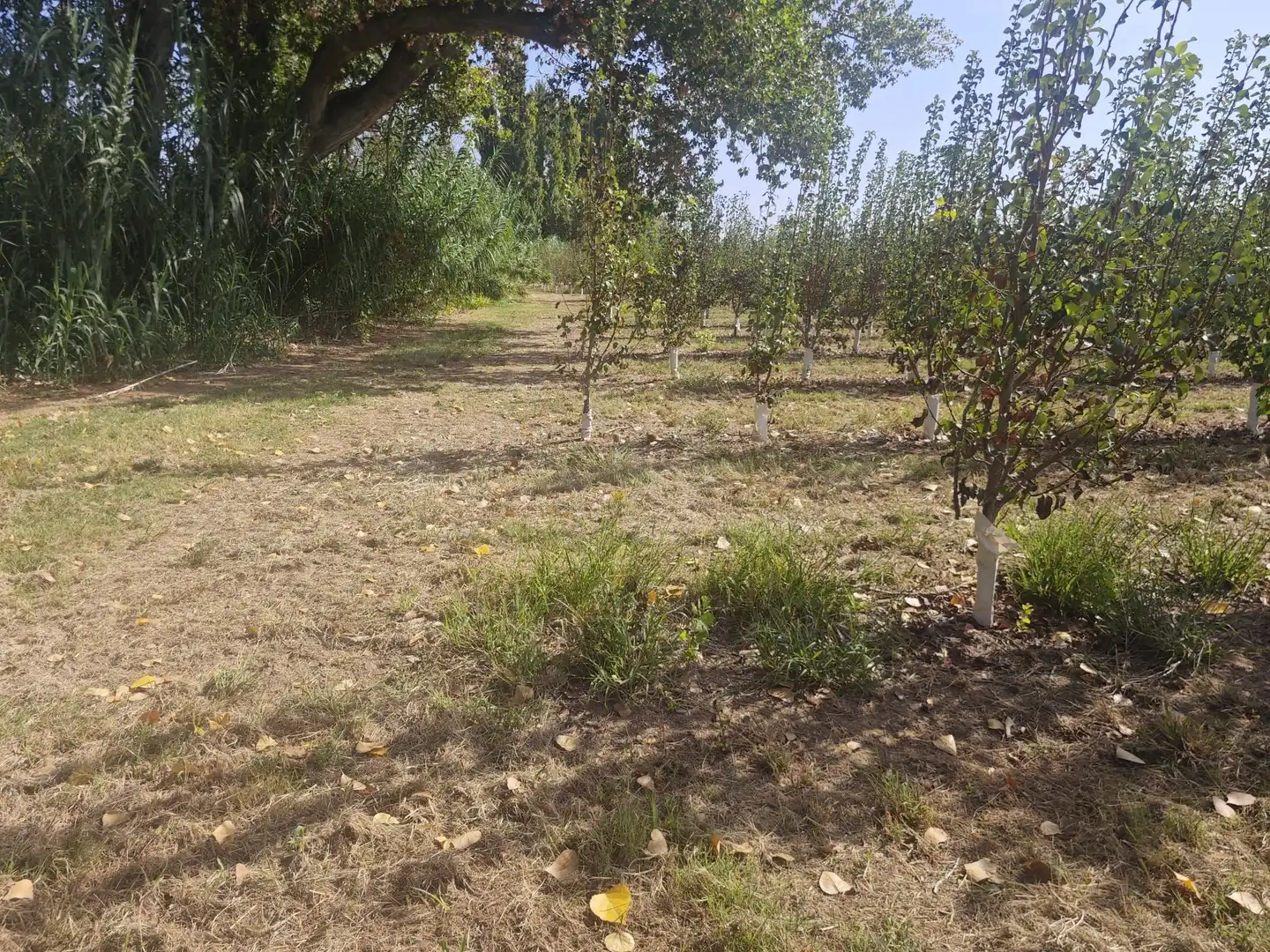 Land for sale in Albatàrrec
