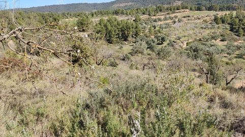 fINCA CON CASITA EN COSNTRUCCIÓN Y BUENAS VISTAS, immagine 3