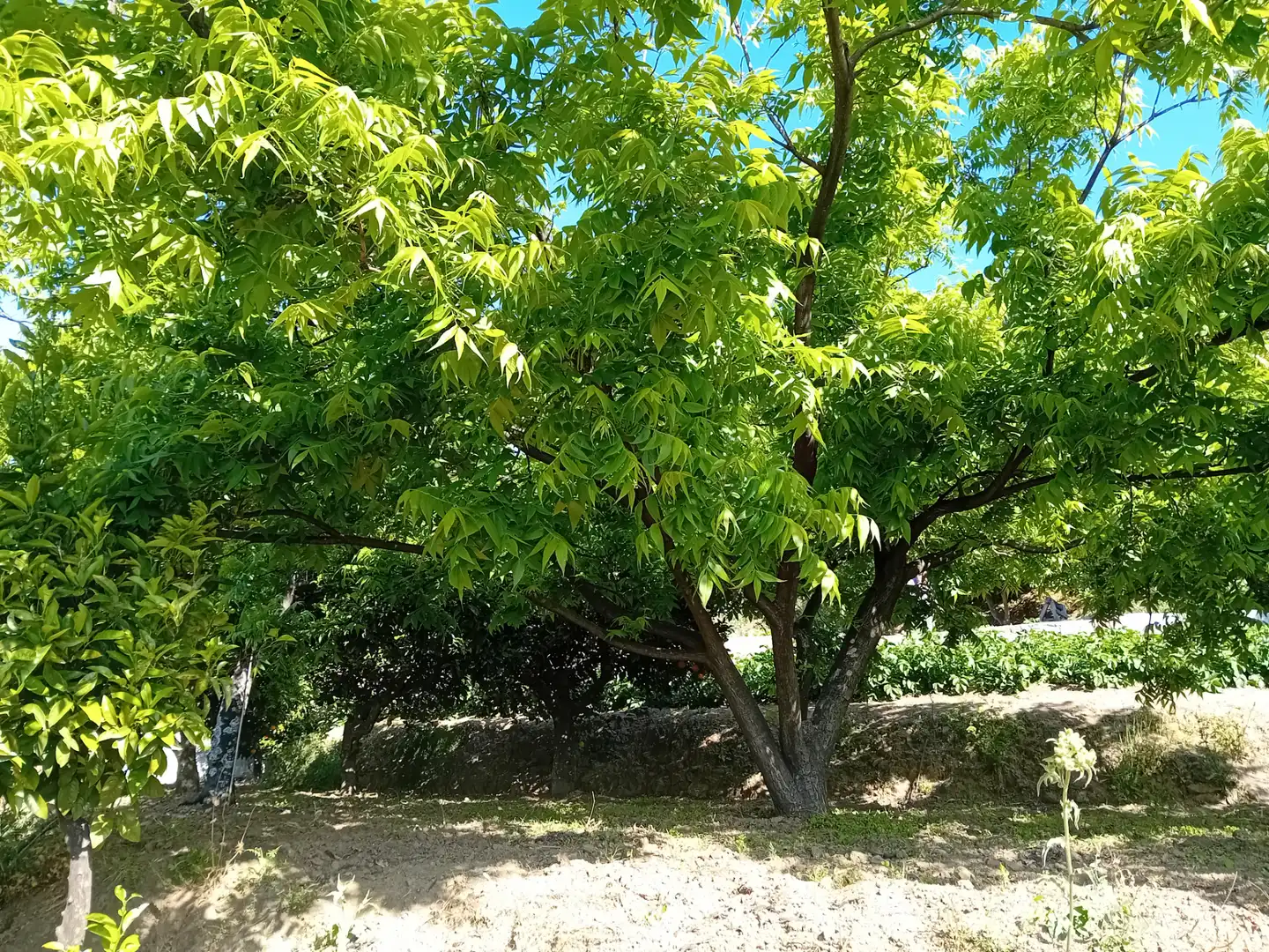 Casa rústica en venda a Yunquera, imagen 18