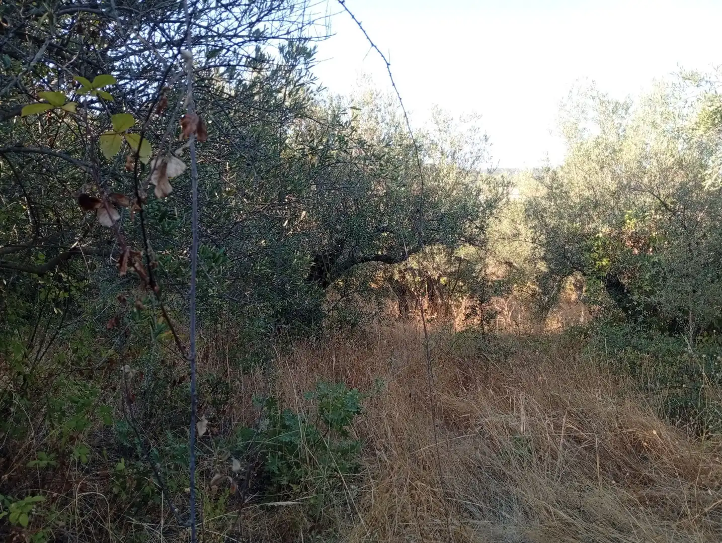 Terreni e lotti in vendita a Villanueva de la Vera, imagen 9