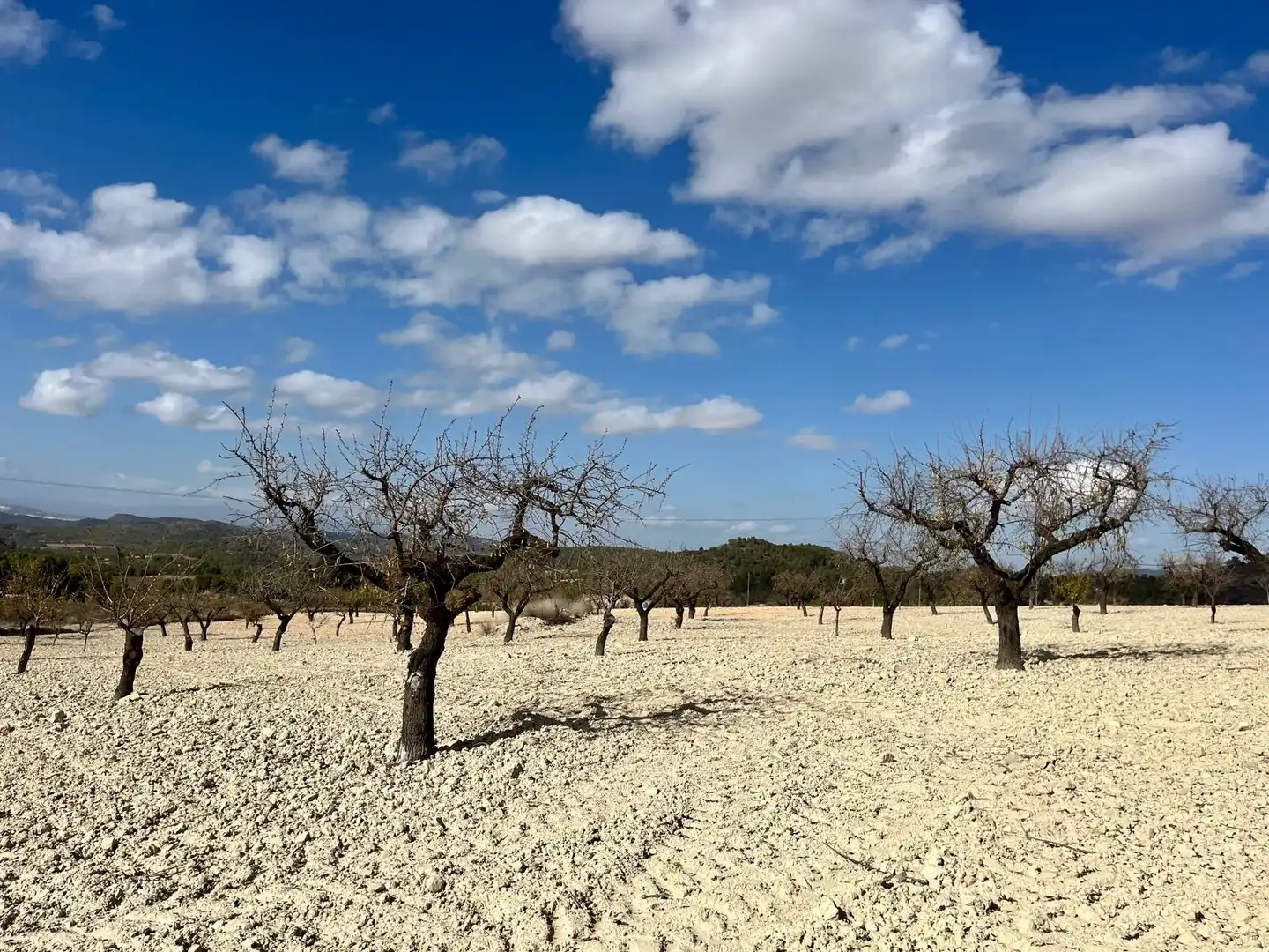 Lands and plots for sale in Bullas, imagen 4