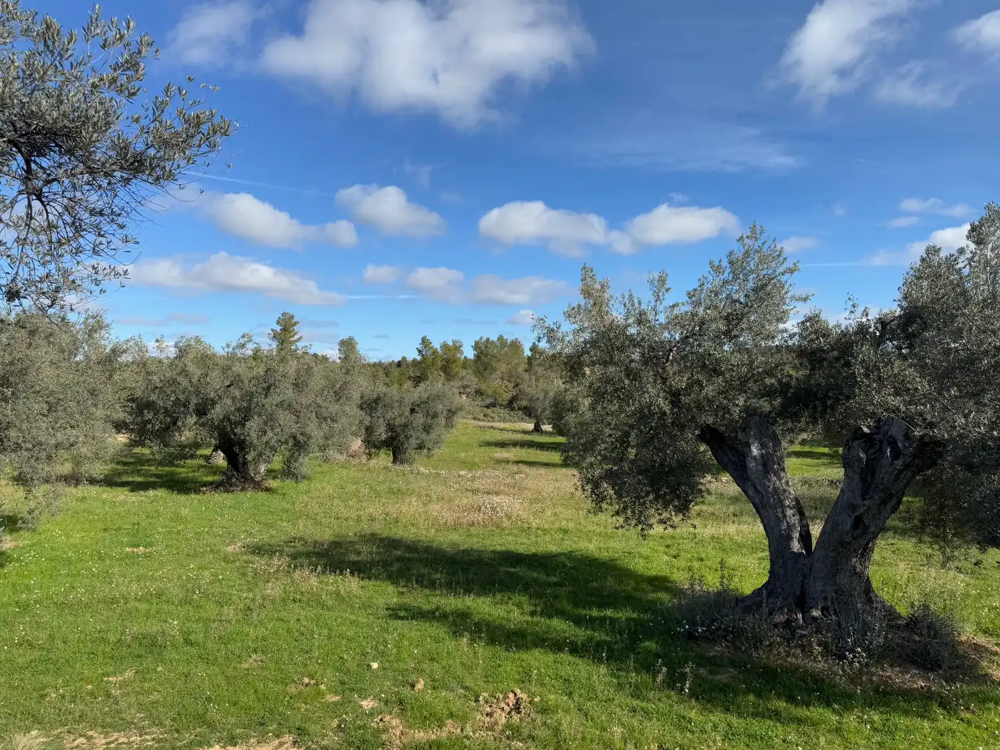 Terreni e lotti in vendita a Valderrobres, imagen 17
