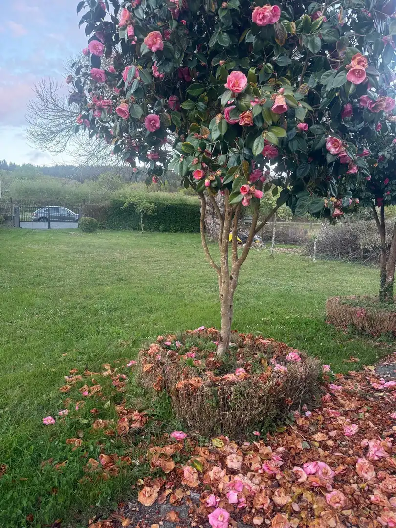 Jardín de Casa o chalet en venta en Friol