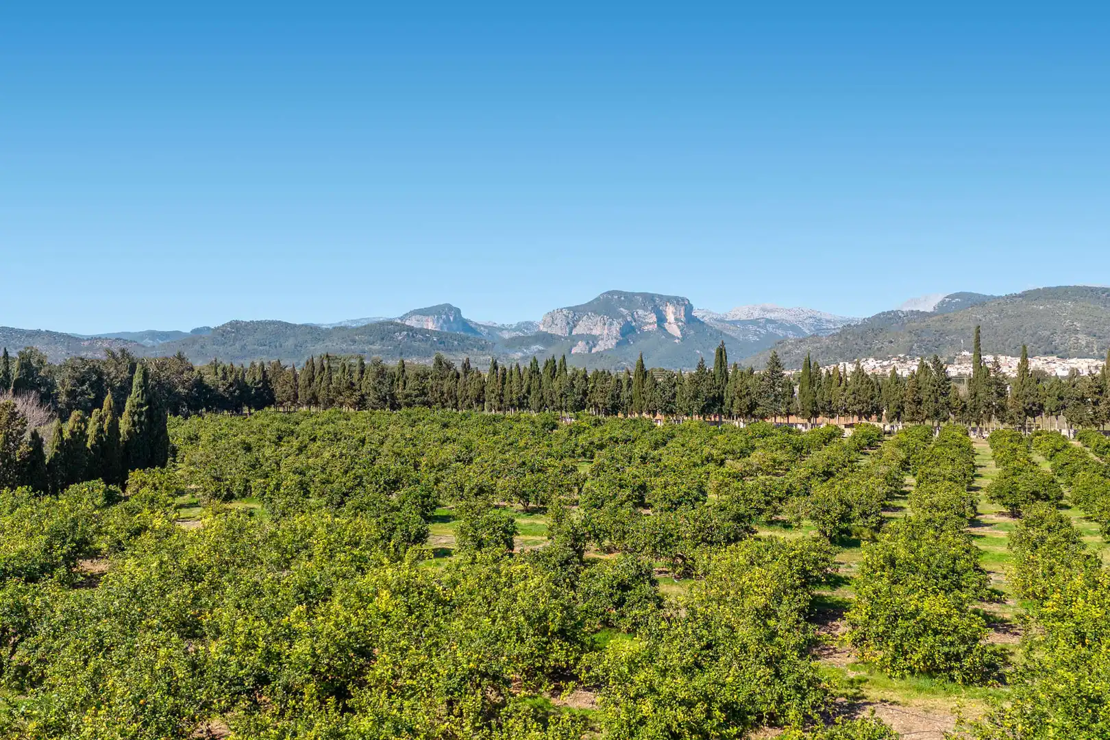 Vista exterior de Finca rústica en venda en Lloseta amb Aire condicionat, Calefacció i Parquet