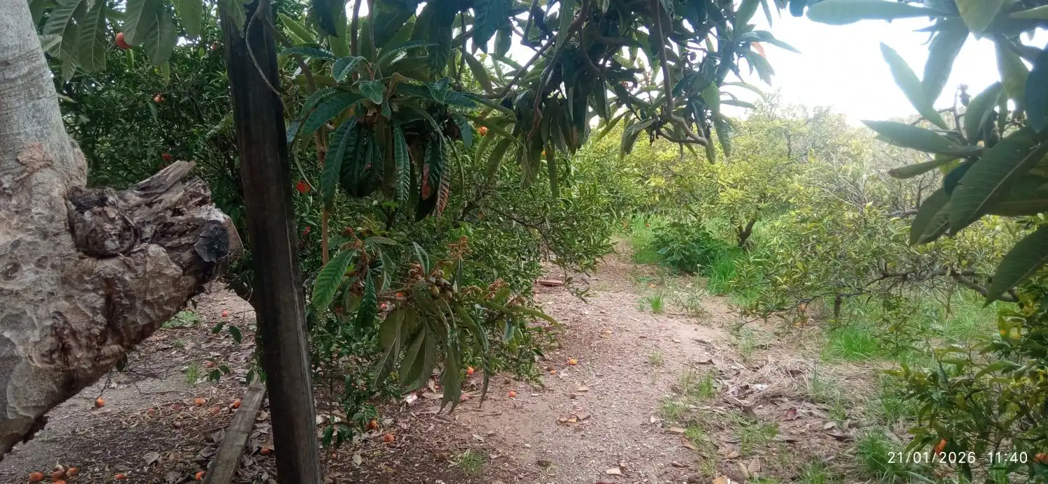 Finca rústica en venda en Burriana / Borriana amb Terrassa