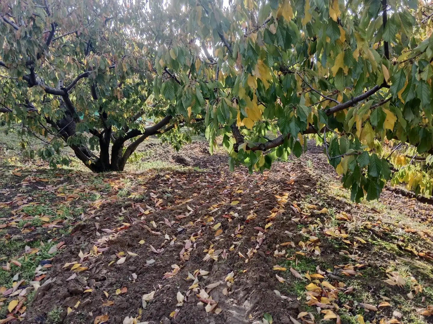 Terreni e lotti in vendita a Pasarón de la Vera, imagen 2