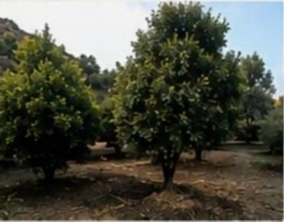 Terreno rustico in affitto a El Romeral - Peñón de Zapata, imagen 7