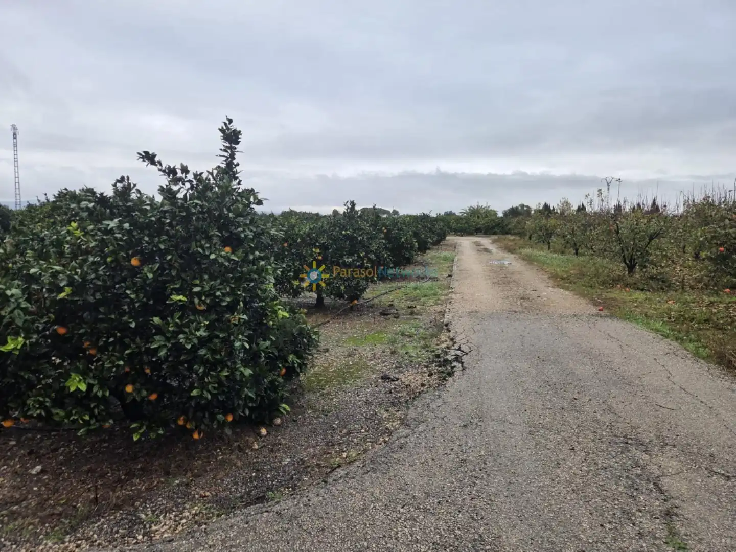 Rural land for sale in Senyera, imagen 2