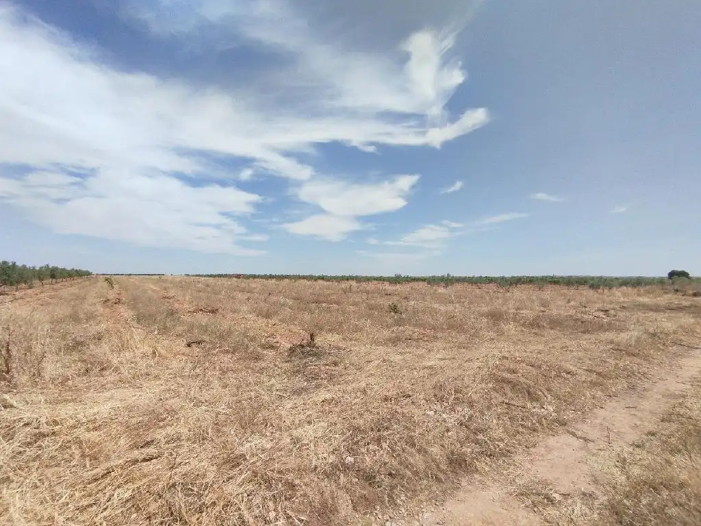 Terreno rustico in vendita a Membrilla, imagen 5