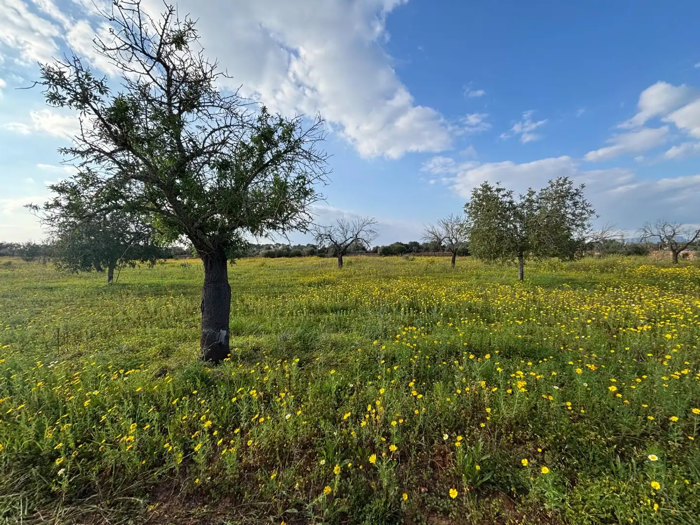 Residencial en venda en Llucmajor