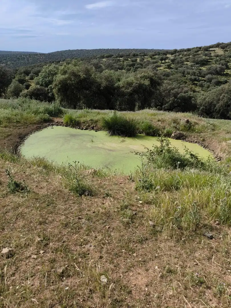 Rural land for sale in Fuente Obejuna, imagen 9
