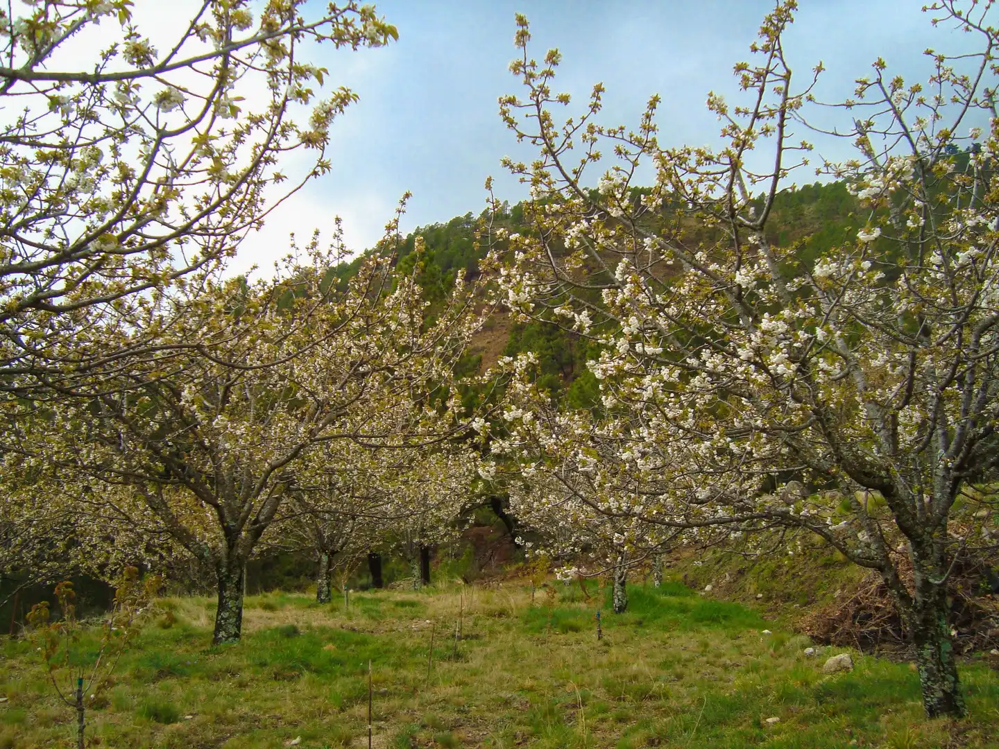 Jardí de Casa o xalet en venda en El Hornillo 