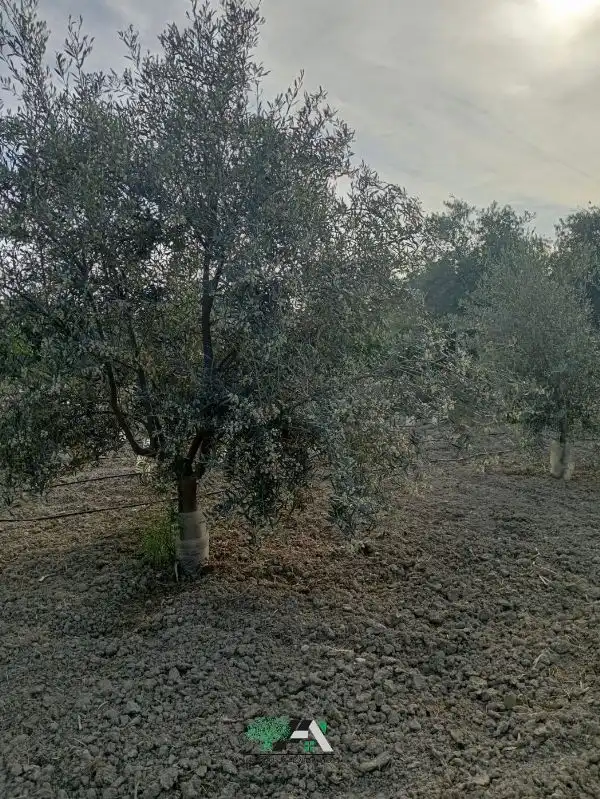 Terreni e lotti in vendita a Calle Poniente Obispo-Cl H, imagen 16