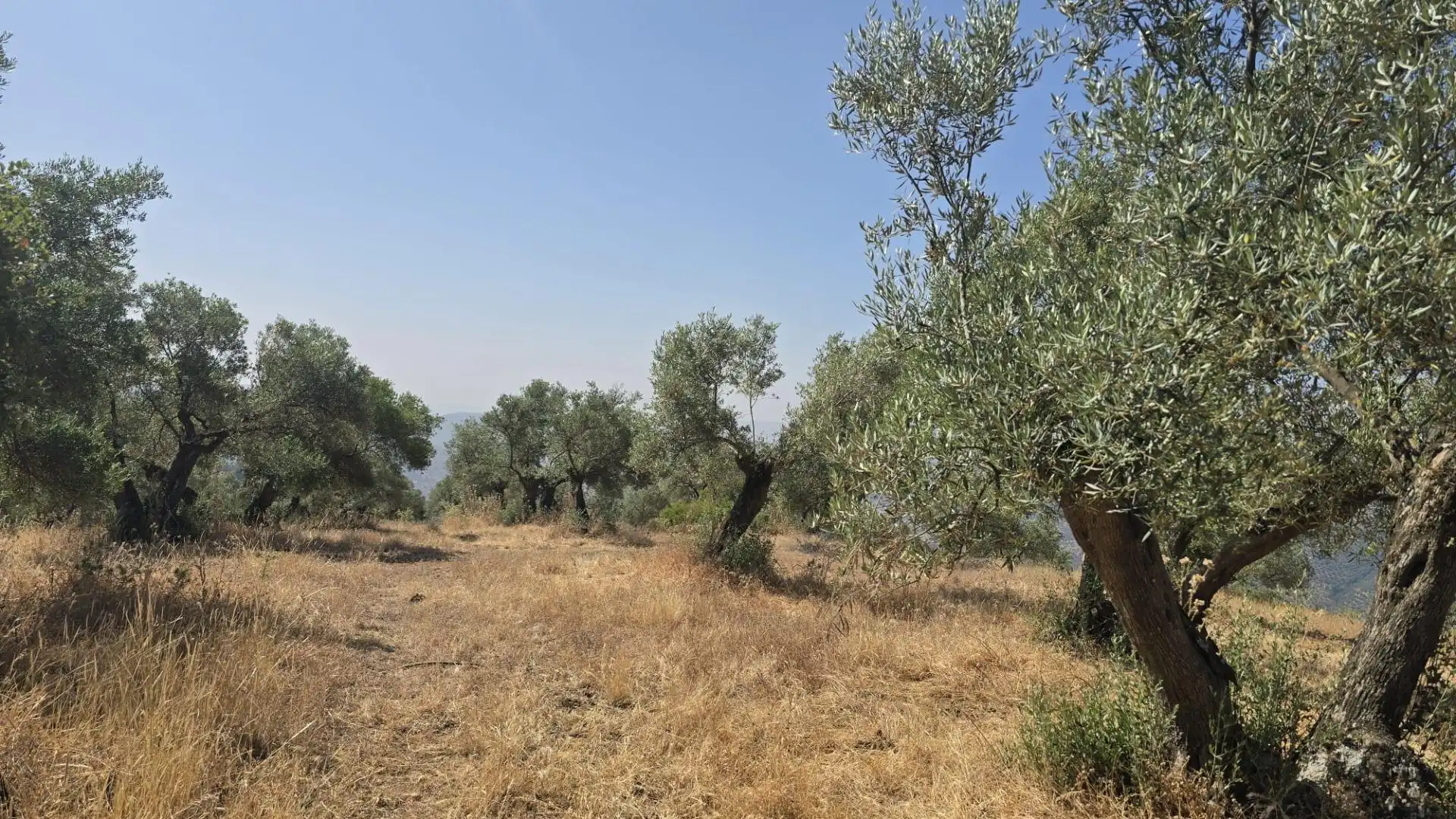 Finca rústica en venta en Pozoblanco