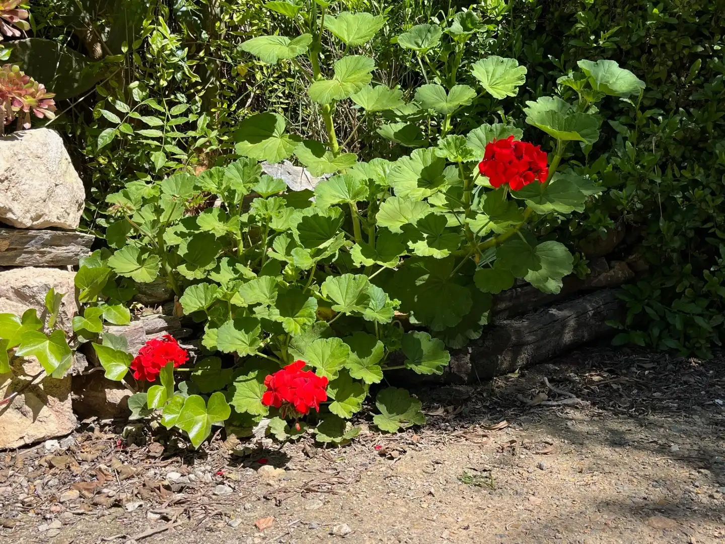Jardín de Finca rústica de alquiler en Catral con Jardín privado