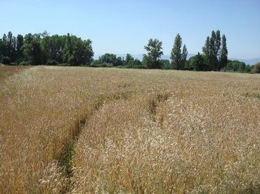 Terreno rustico in vendita a Villamediana de Iregua