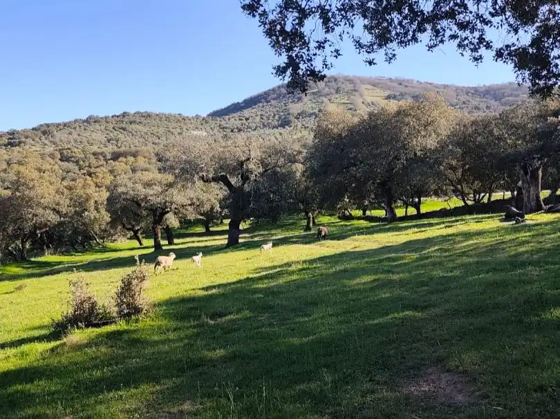 Terreny rústic en venda a Ex-103 1, imagen 6