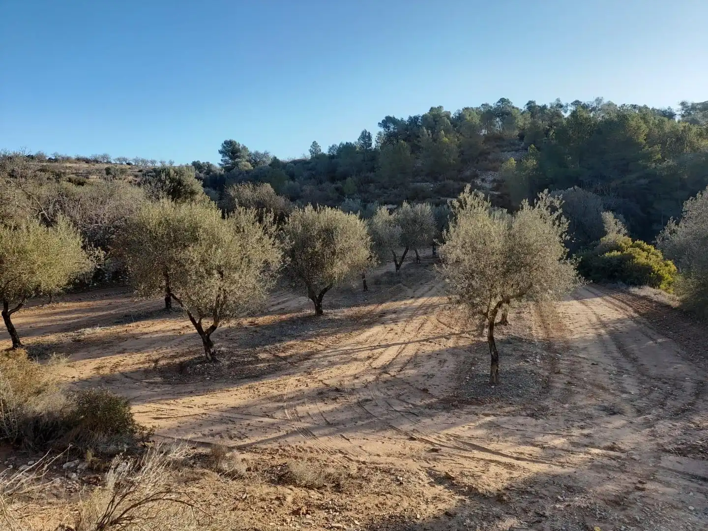Terreno rústico en venta en Corbera d'Ebre, imagen 3
