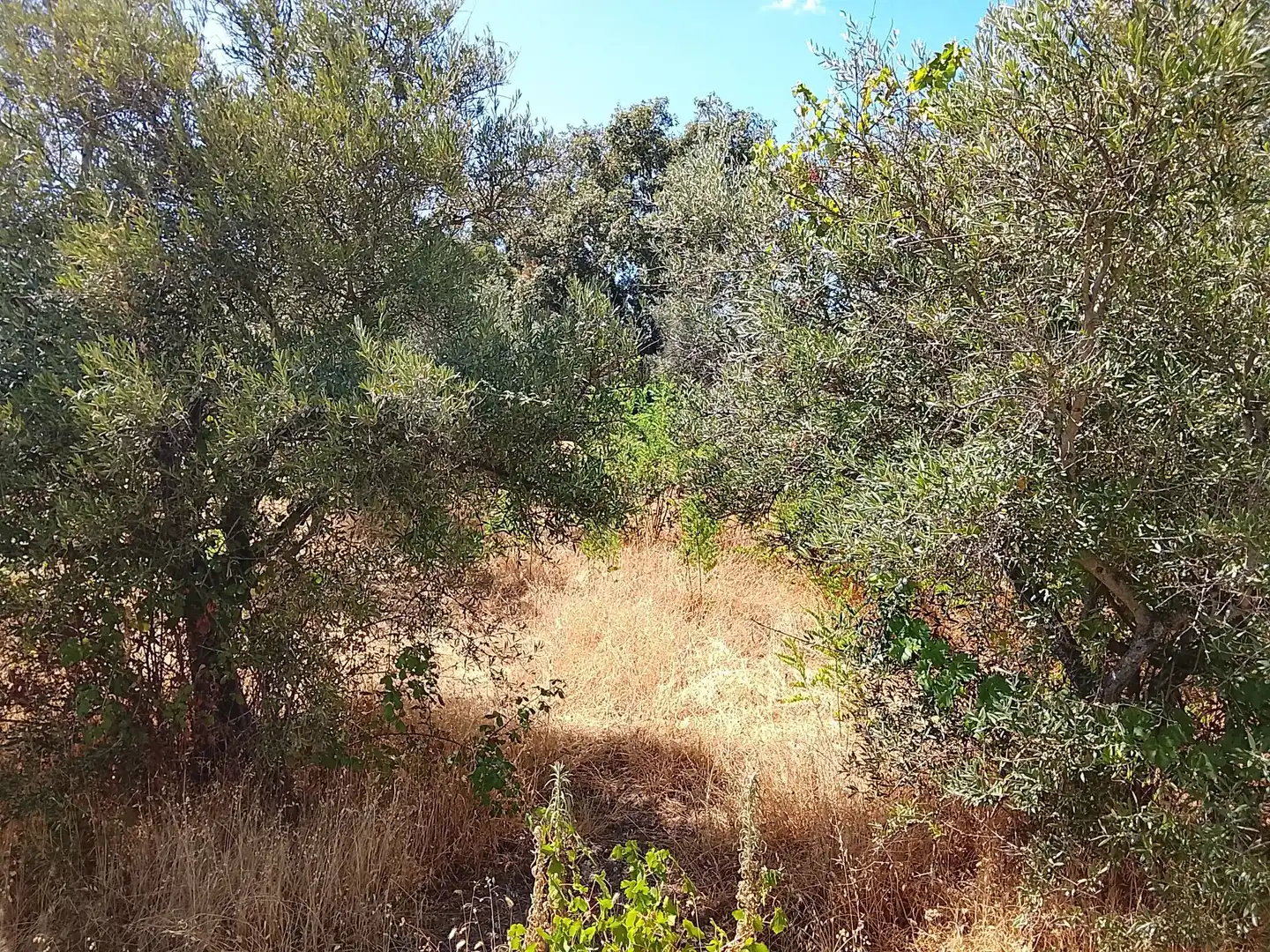 Terreni e lotti in vendita a Talaveruela de la Vera, imagen 12