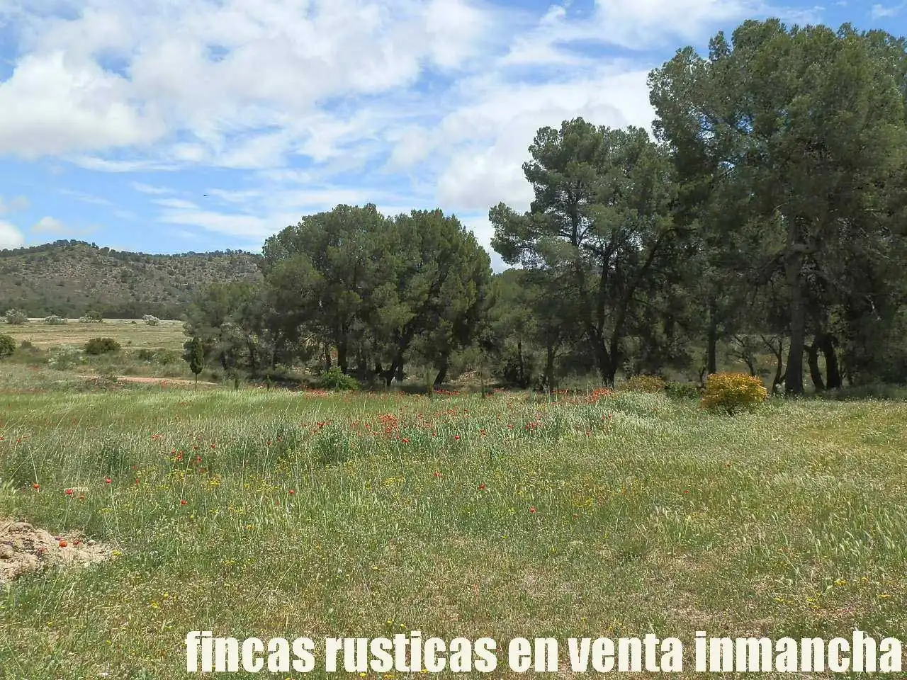 Terreni e lotti in vendita a Elche de la Sierra, imagen 12