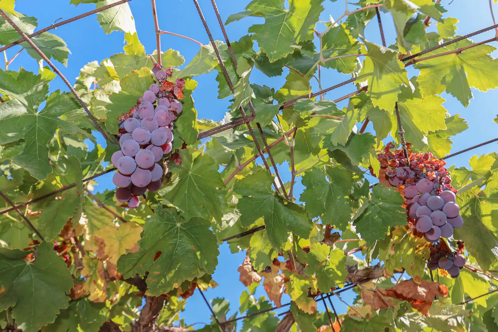 Finca rústica en venta en Diseminado Diseminados, Guaro
