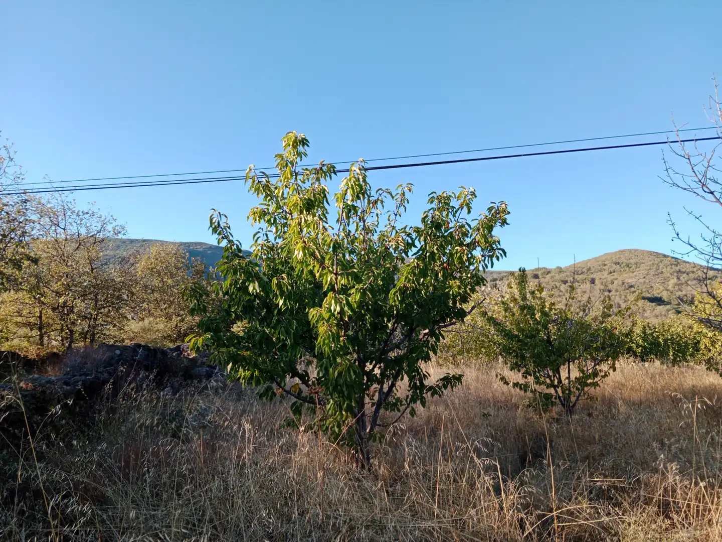 Terreno en venta en Barrado