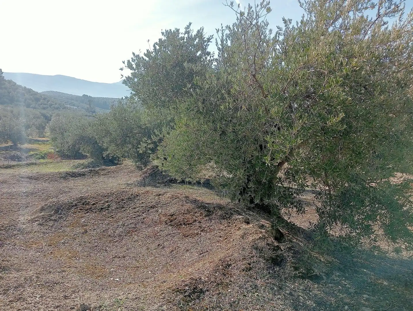 Terreni e lotti in vendita a Puente Jontoya - Puente de la Sierra - El Arroyo, imagen 4