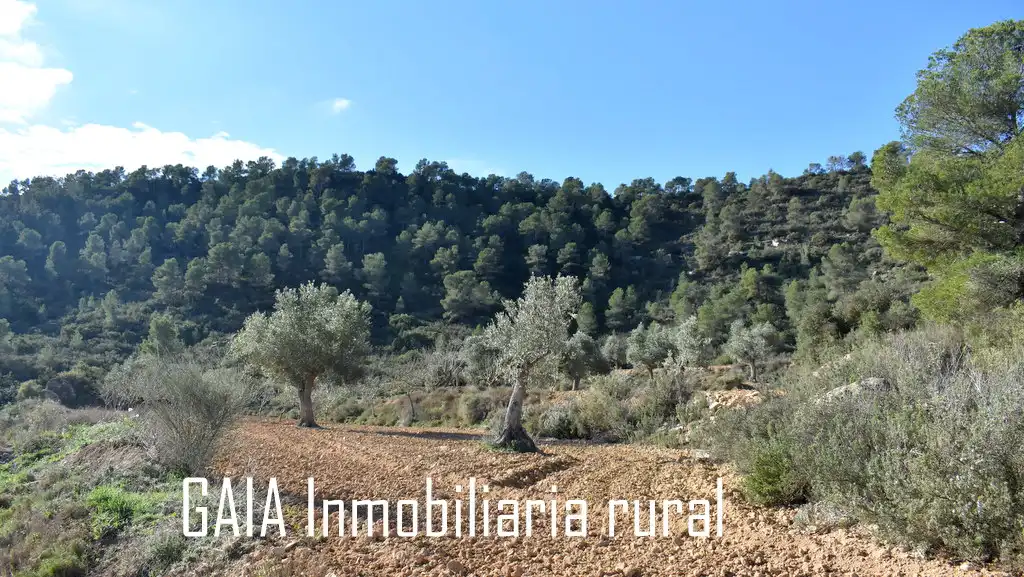 Terreni e lotti in vendita a Maella, imagen 3