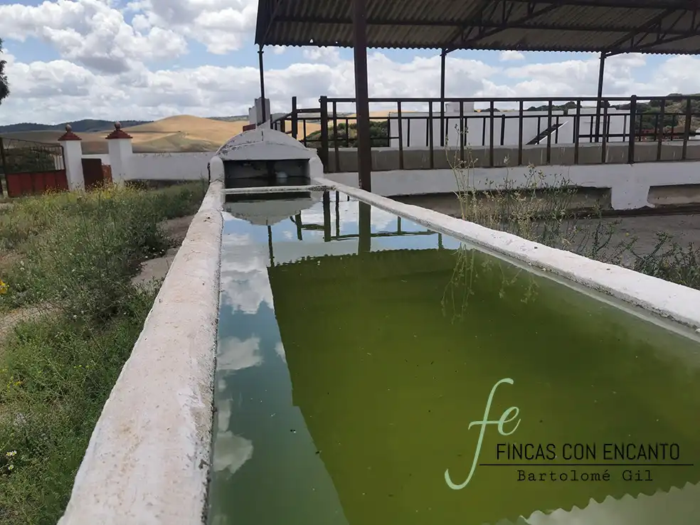 Swimming pool of Country homes for sale in Espera