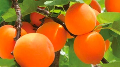 SE VENDE FINCA EN PLENA PRODUCCIÓN FRUTALES